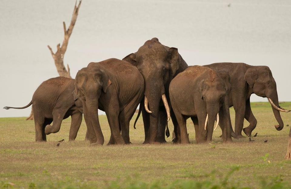 Red Earth Kabini Begūr Eksteriør billede